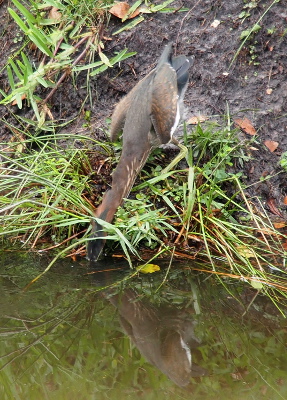 [The bird has its body on the ground with its neck completely outstretched so its beak reaches into the water.]